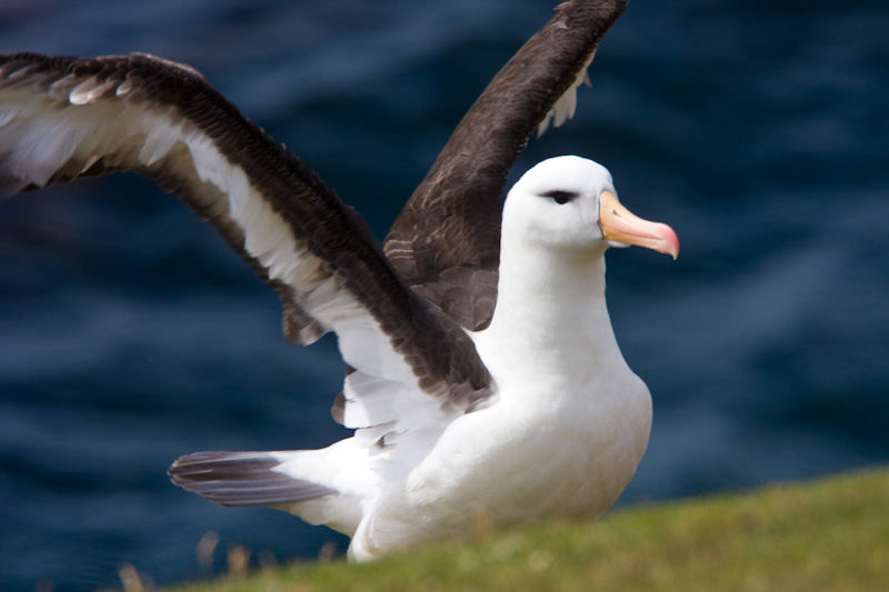 Black-Browed Albatross